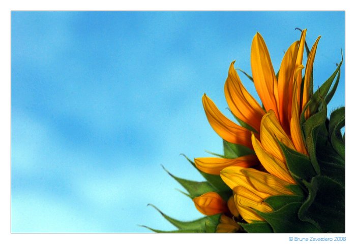 02 - girasole.jpg